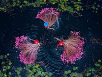 Red water lily